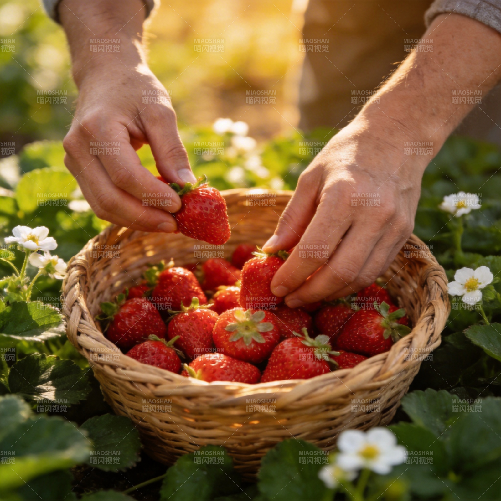 采摘新鲜草莓图片