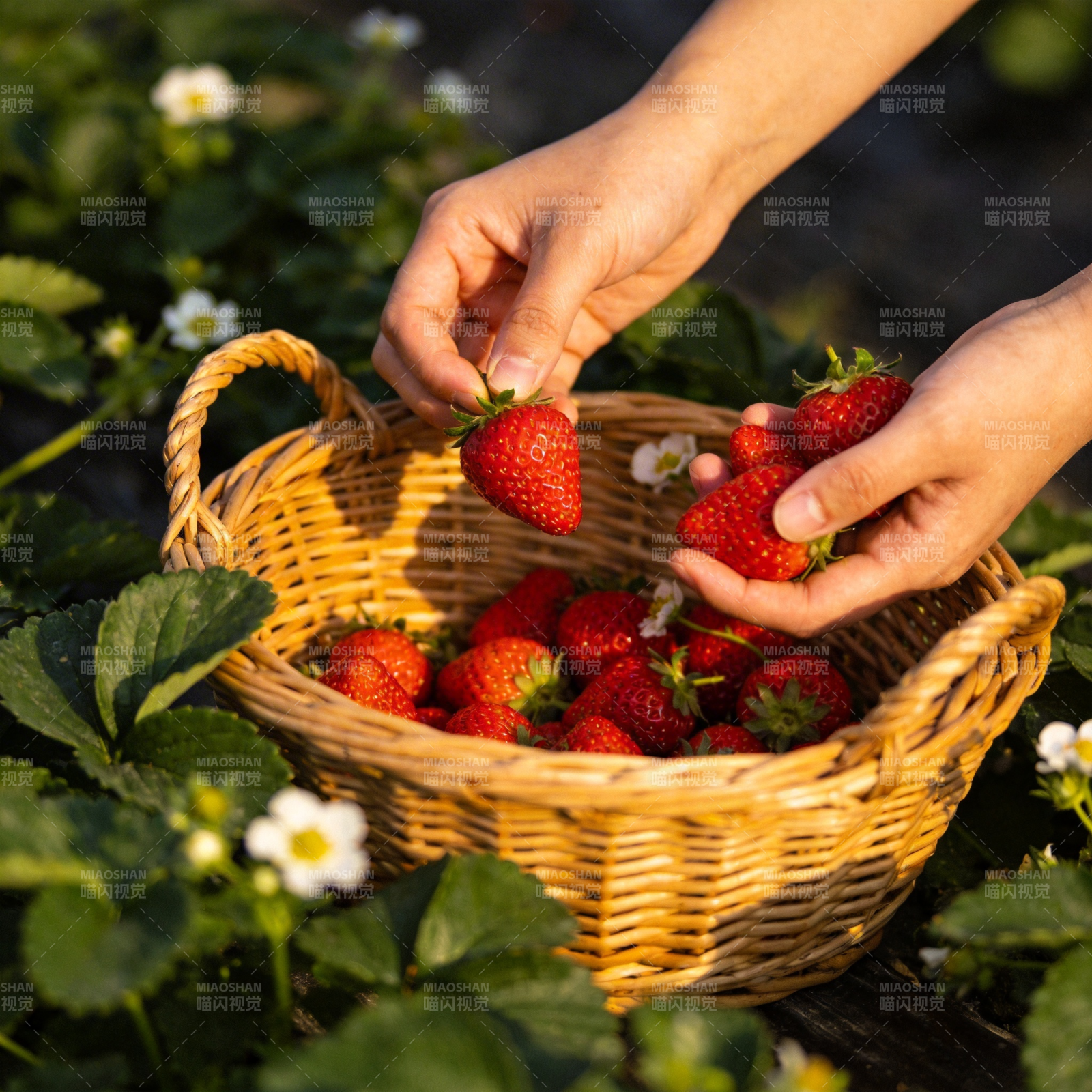 采摘新鲜草莓图片