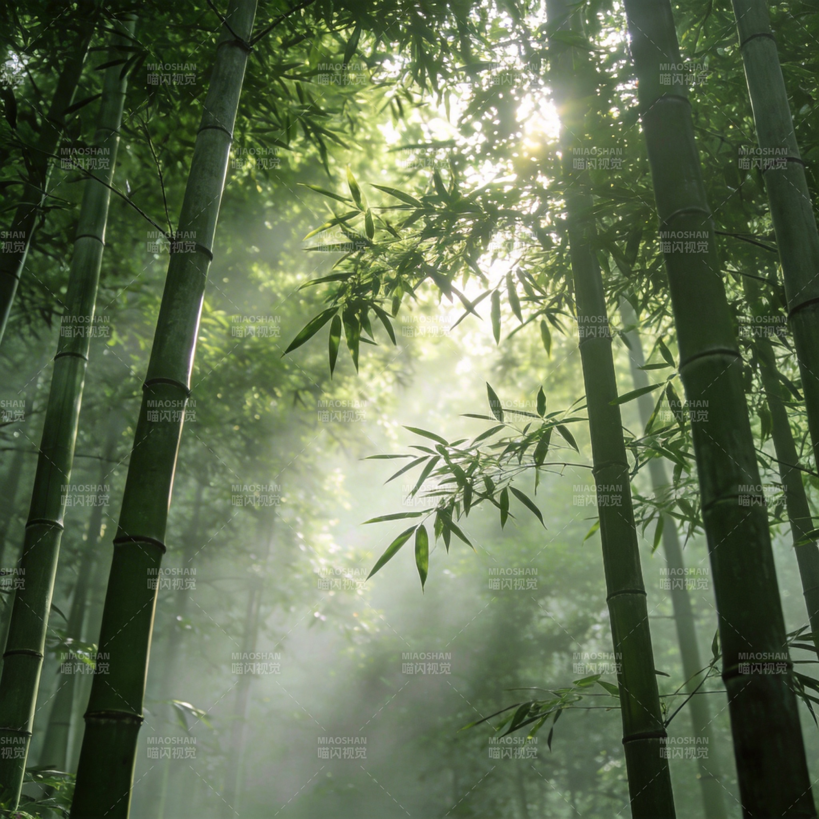 竹林晨雾图片