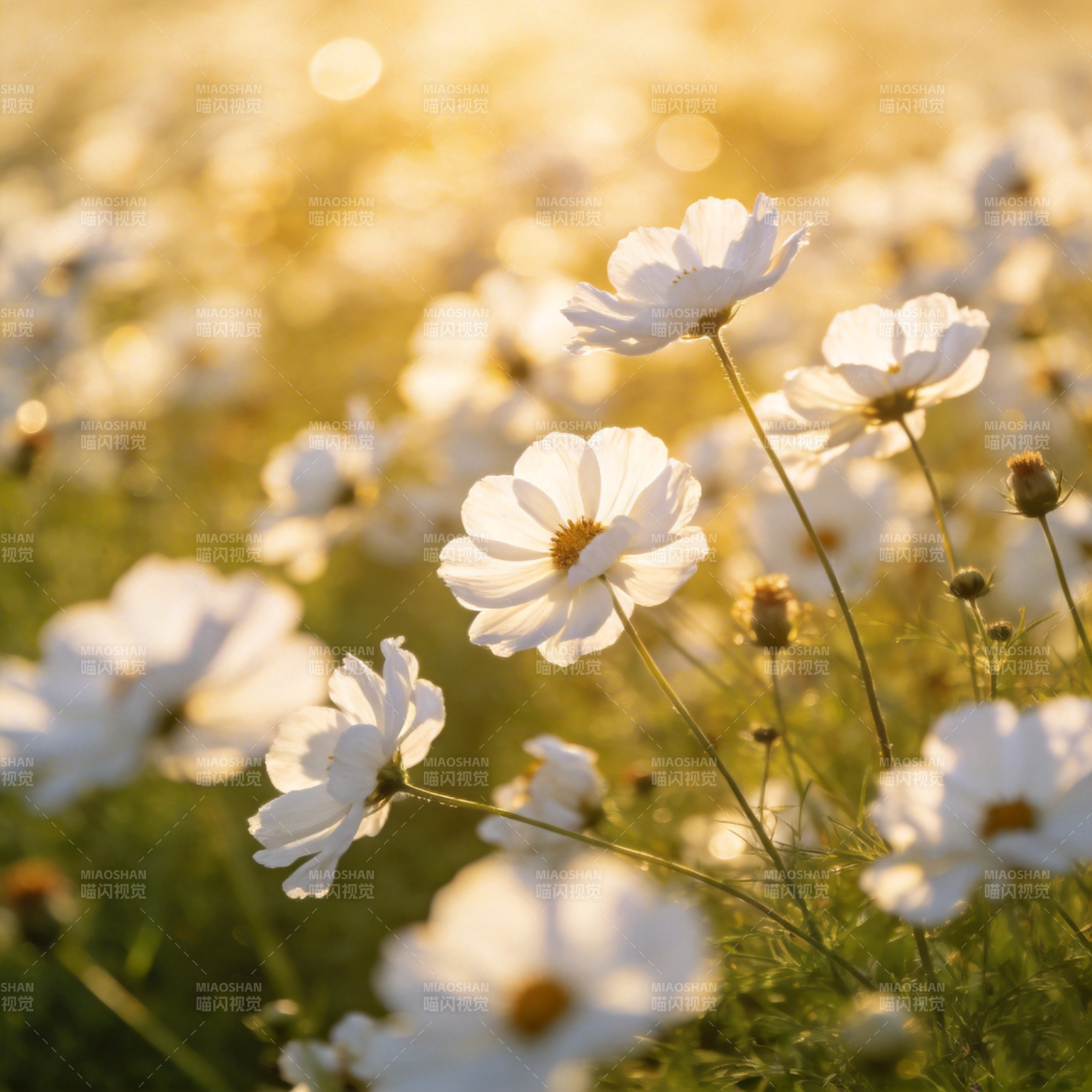 晨光中的白花图片