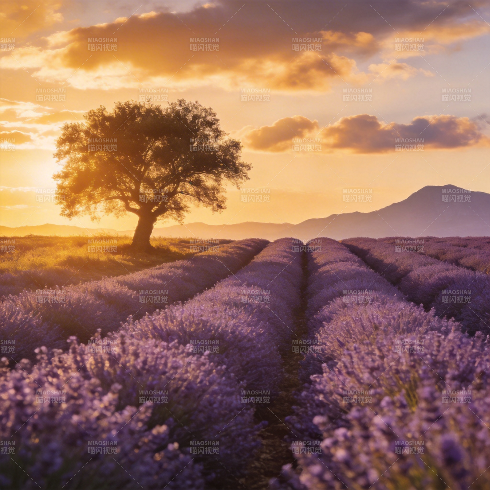 薰衣草田夕阳图图片