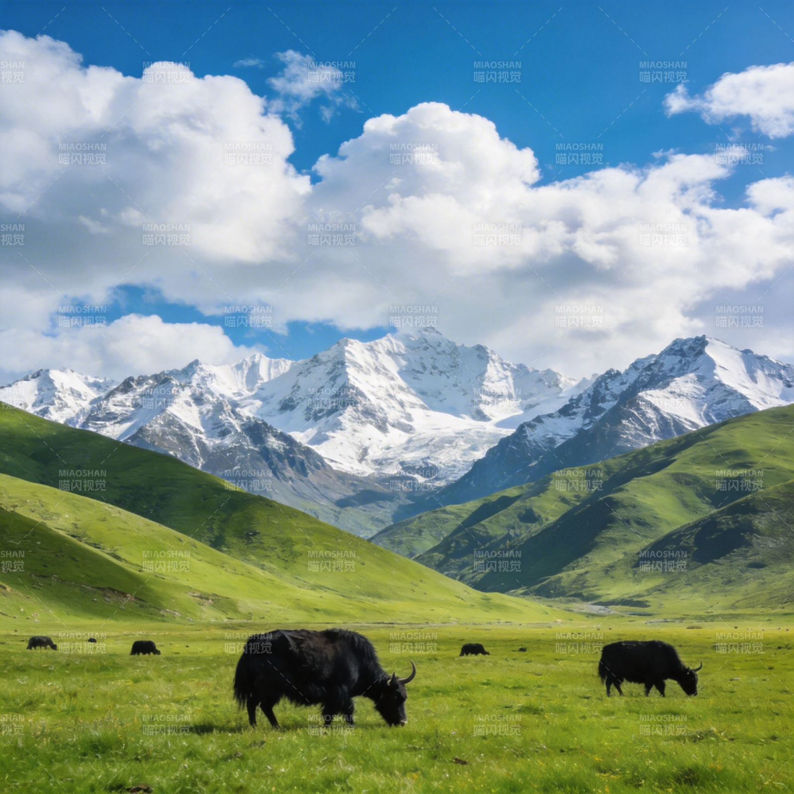 雪山草原牦牛图图片