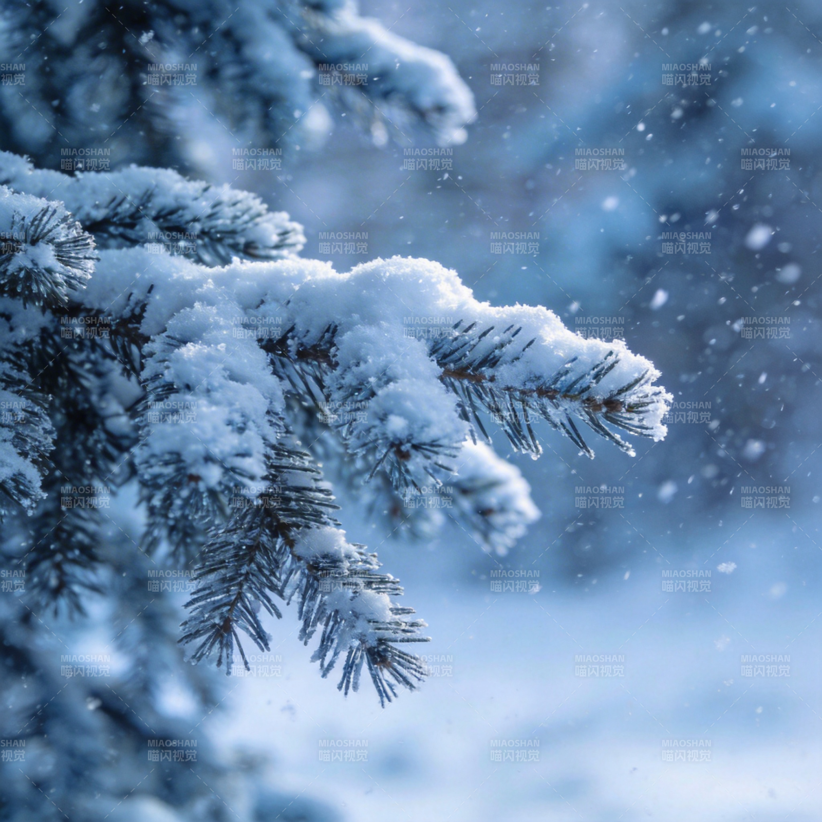 雪覆松枝图片