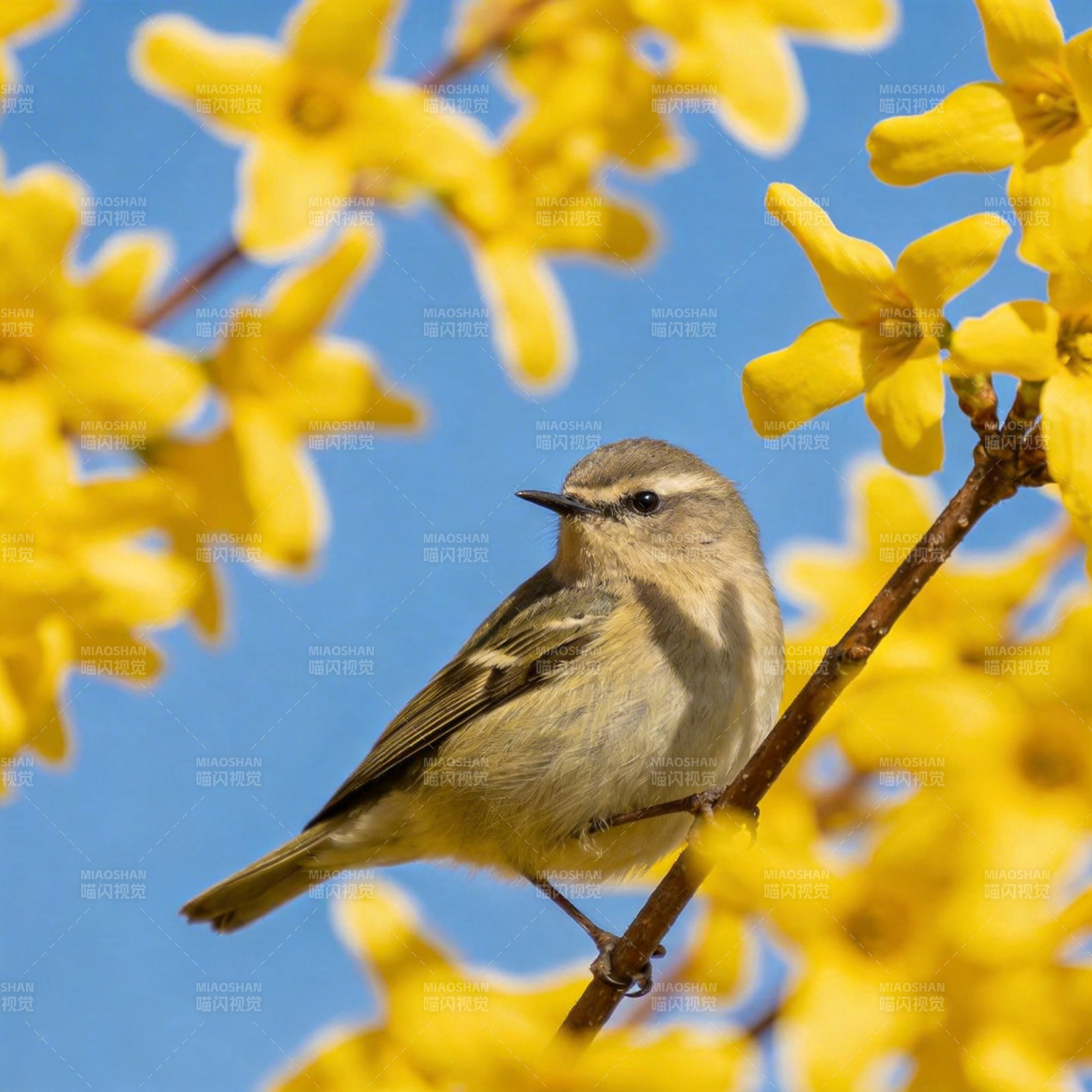 黄花枝头小鸟栖图片