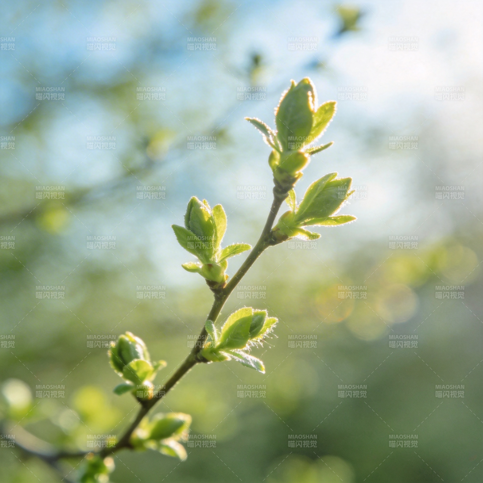 春芽初绽图片
