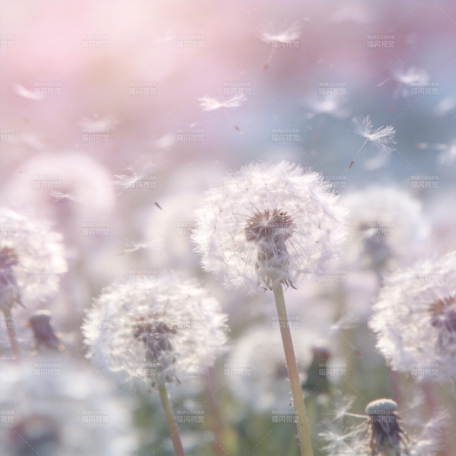 蒲公英随风飘散图片