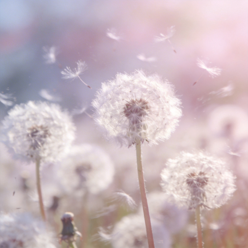 蒲公英随风飘散图片