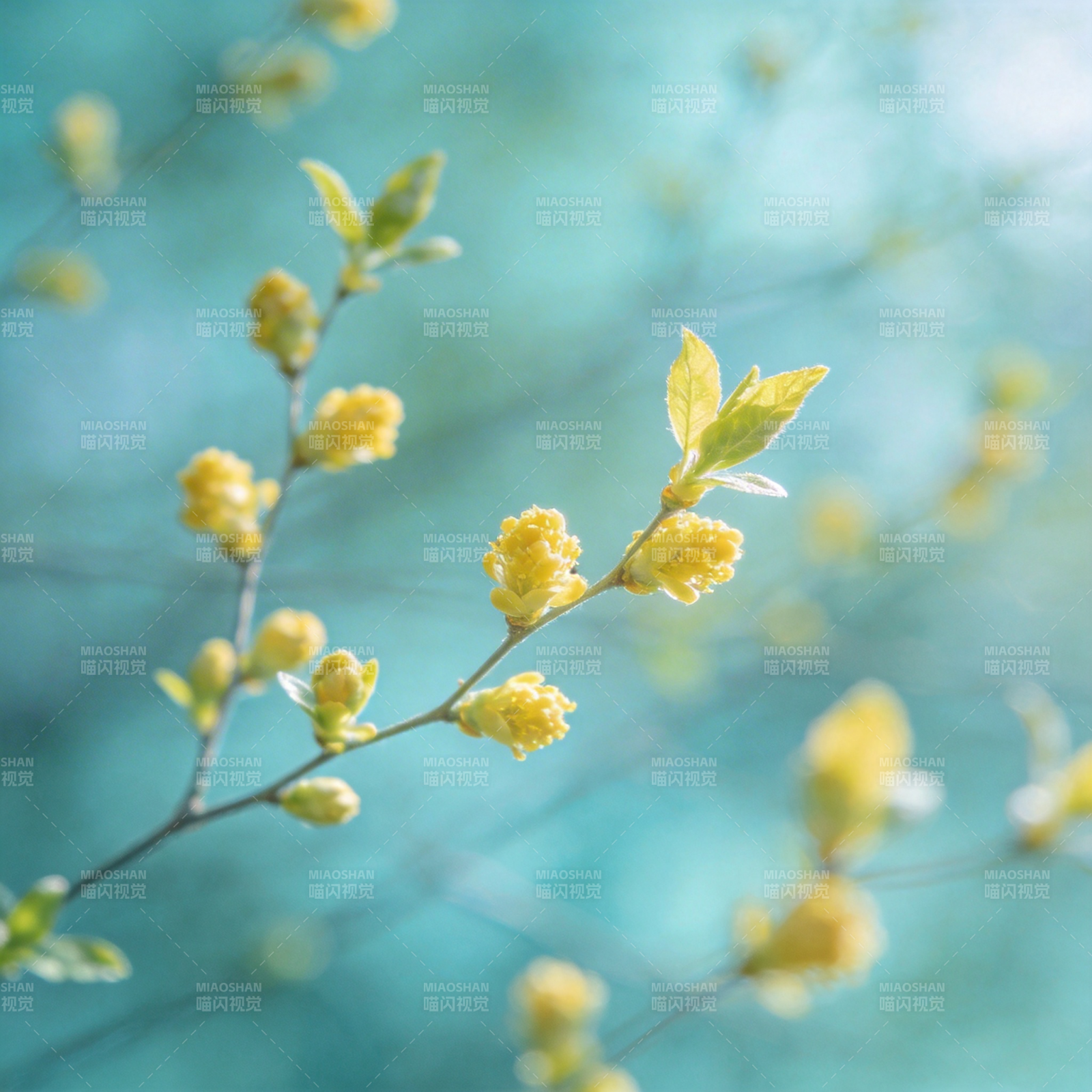 春枝嫩黄花图片