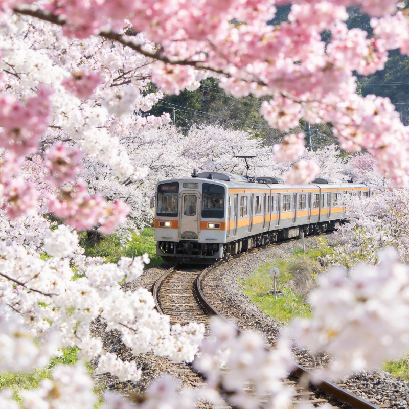 樱花列车春日行图片