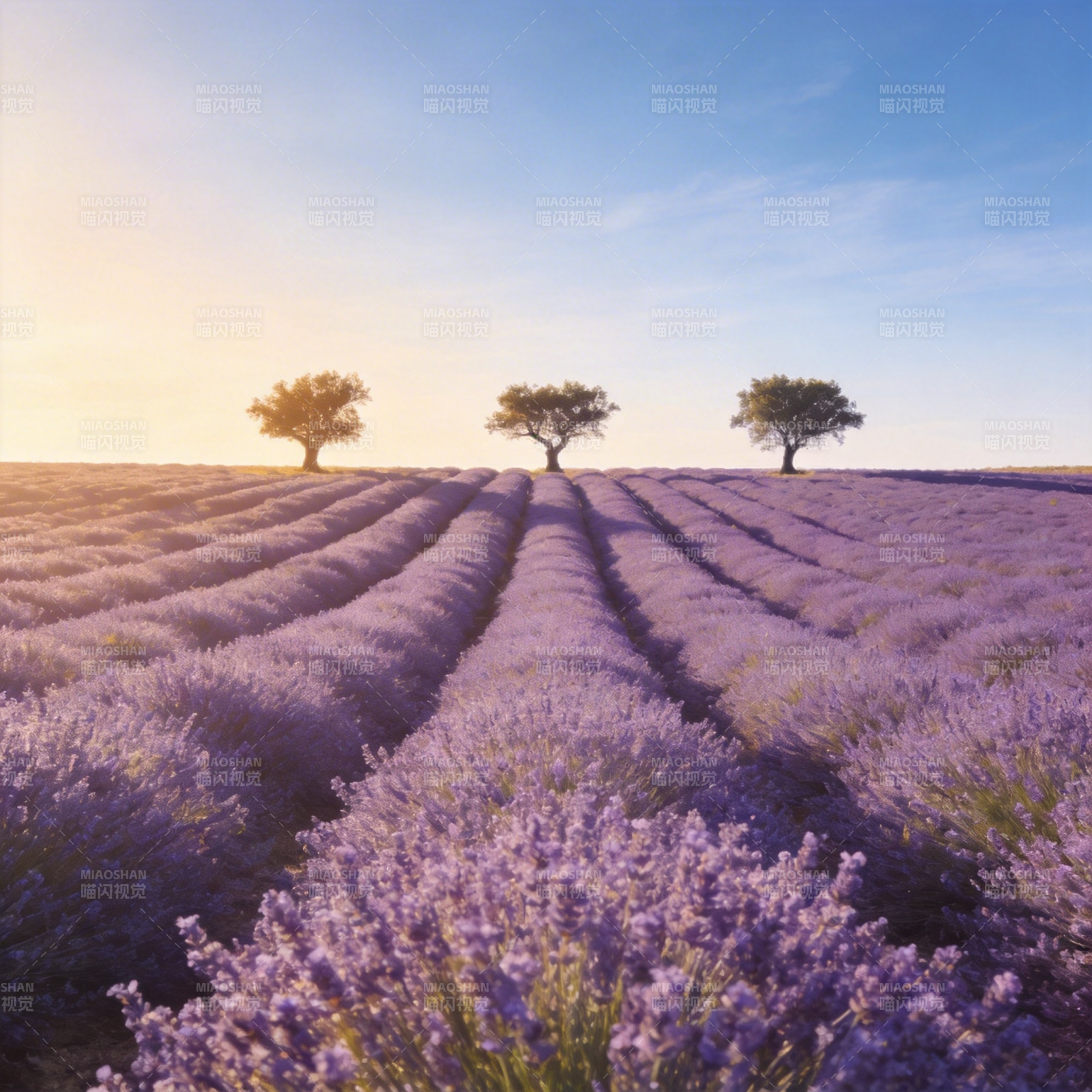 薰衣草田日落图片