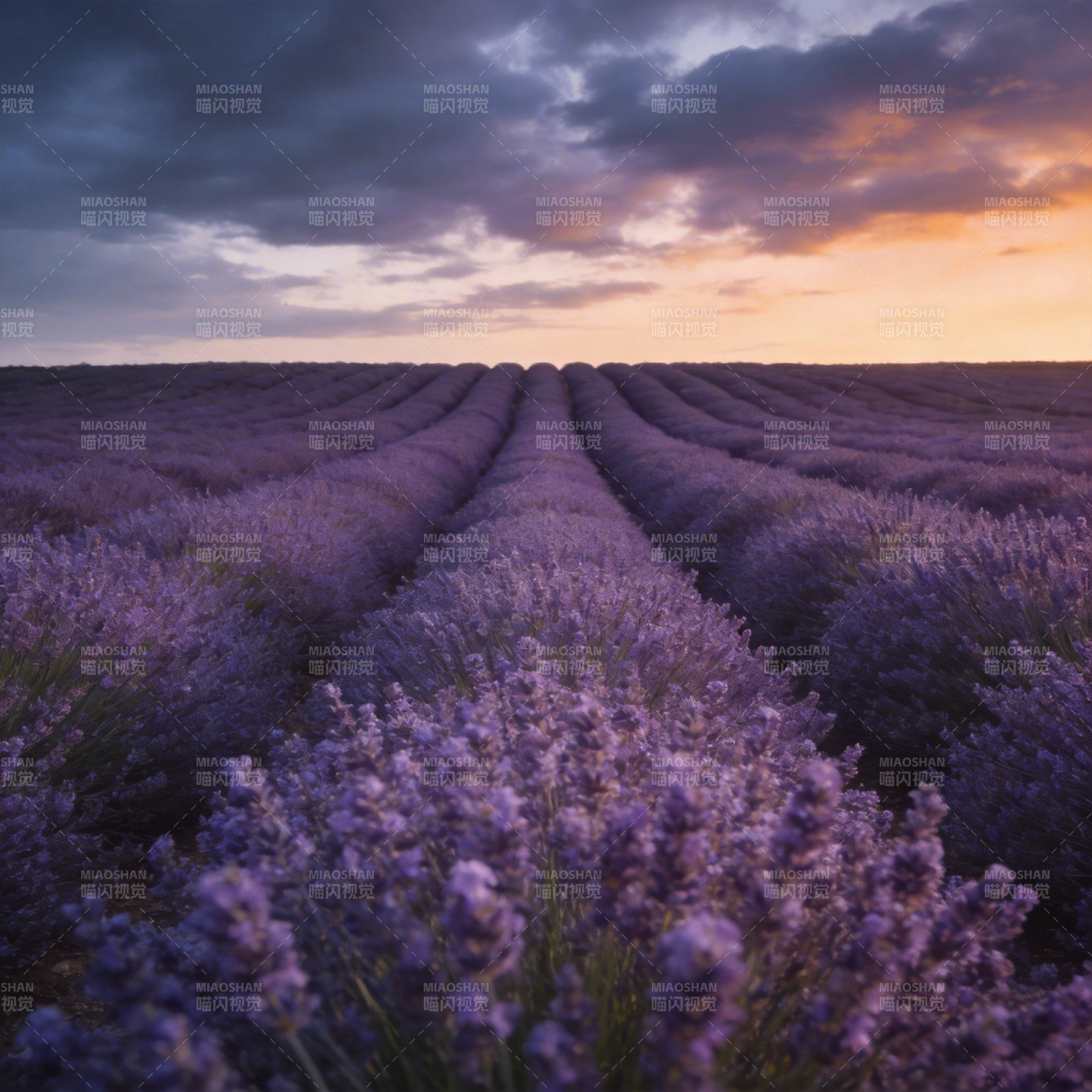 薰衣草田日落图片