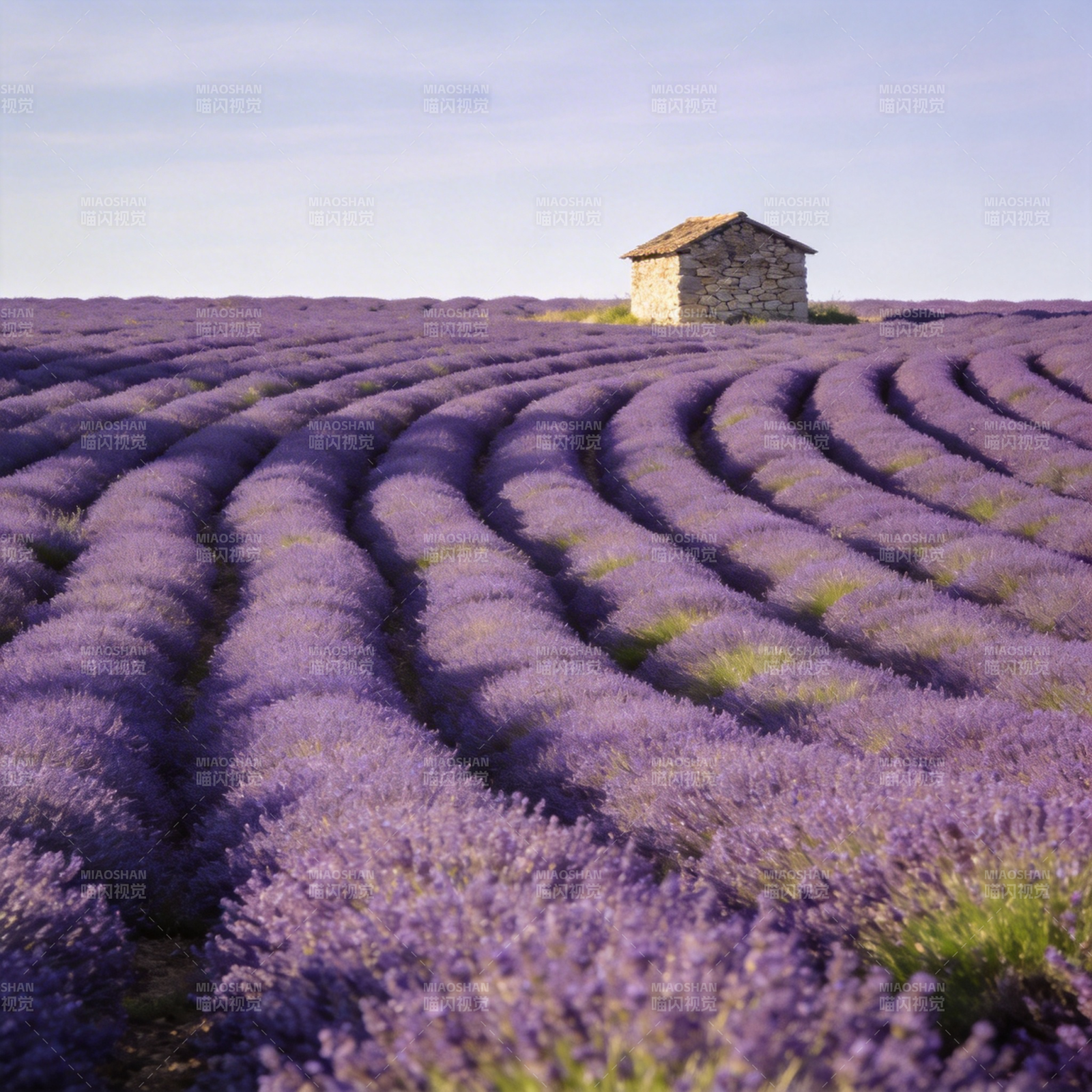 薰衣草田中的小屋图片