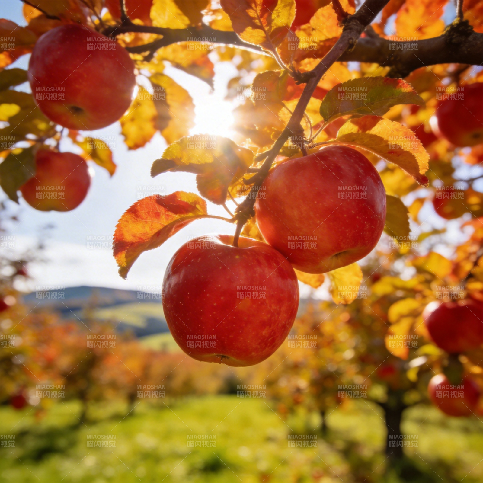 秋日果园红苹果图片