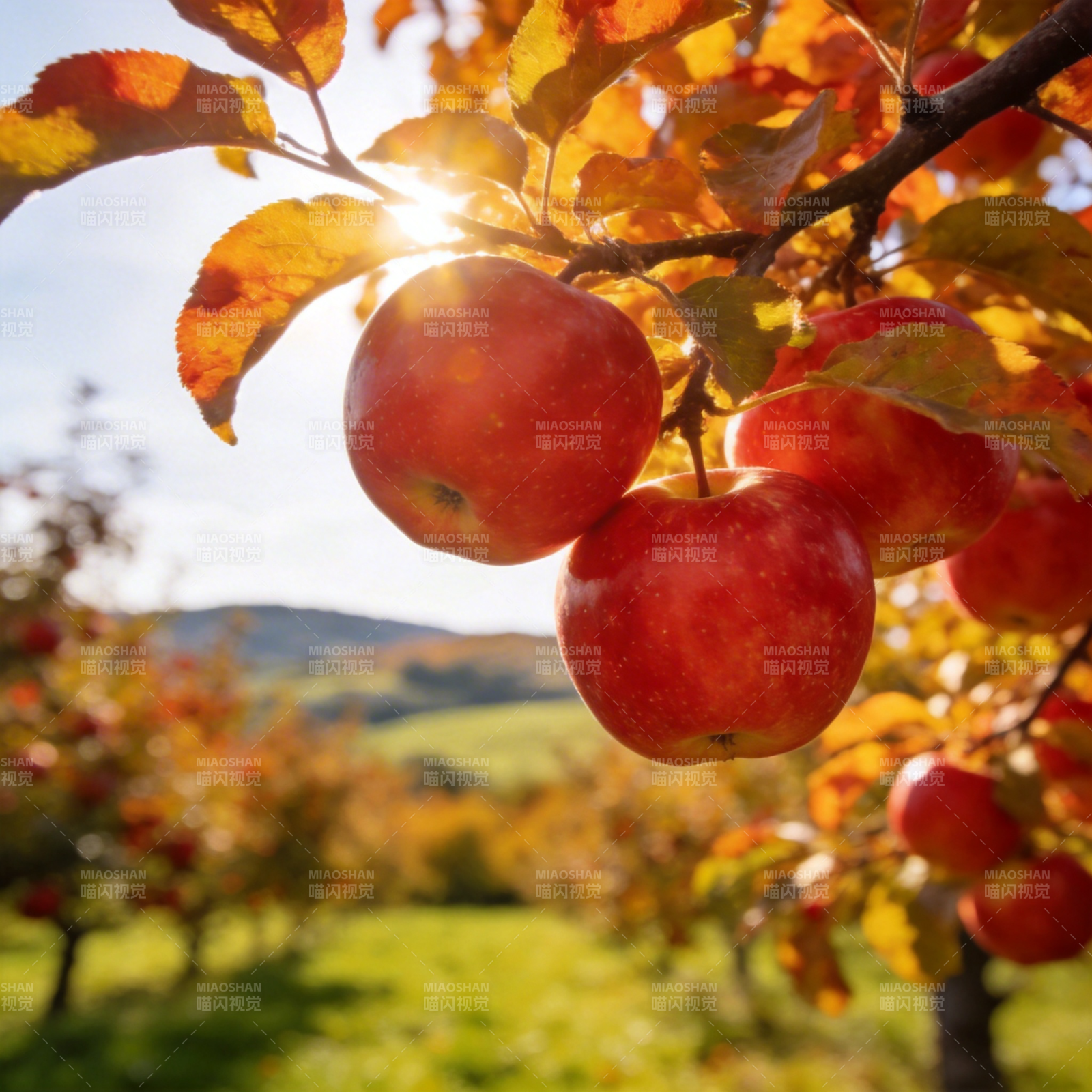 秋日果园红苹果图片