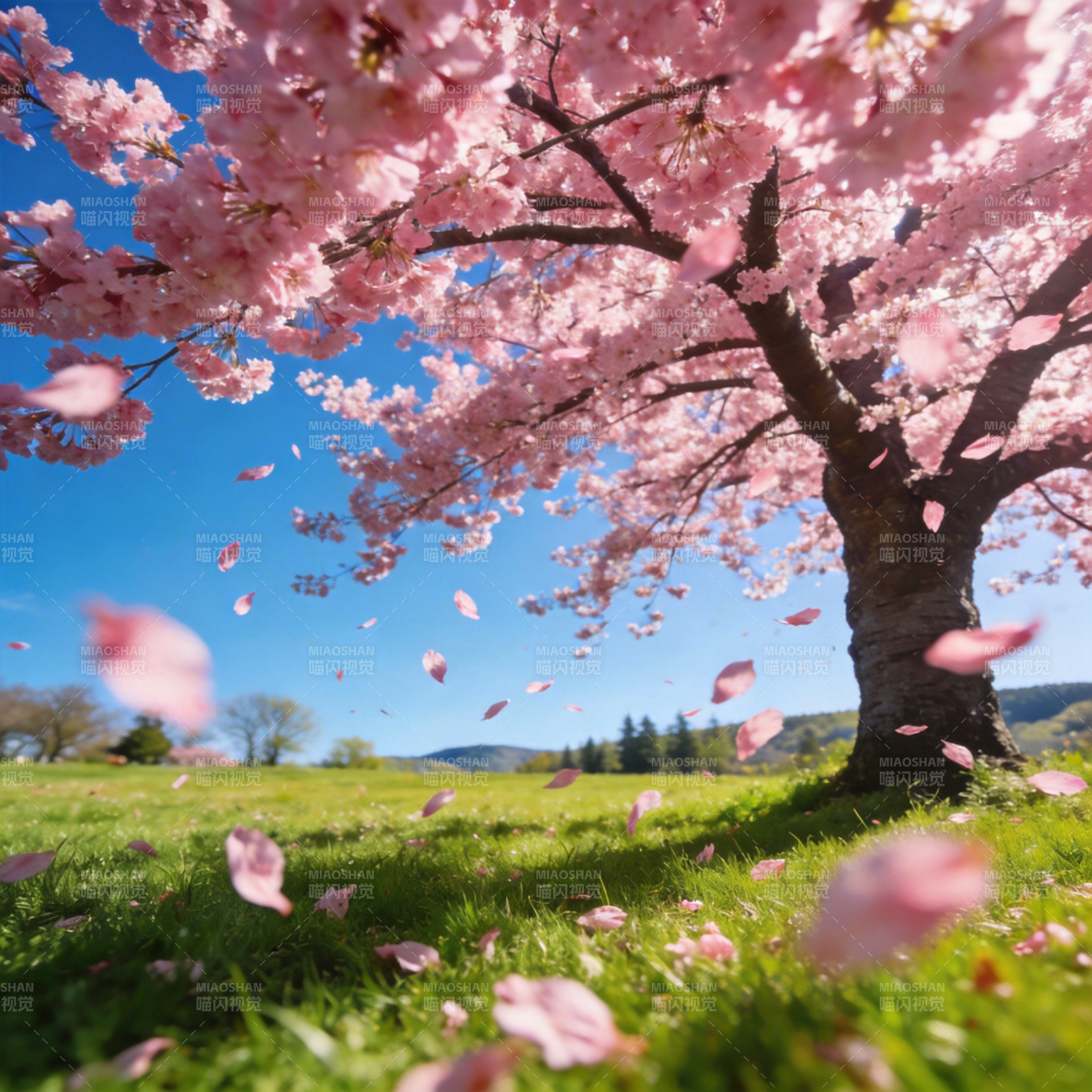 樱花纷飞春意浓图片