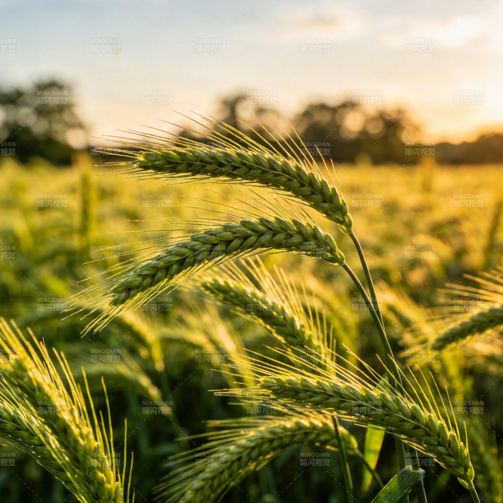 金穗迎晨光图片