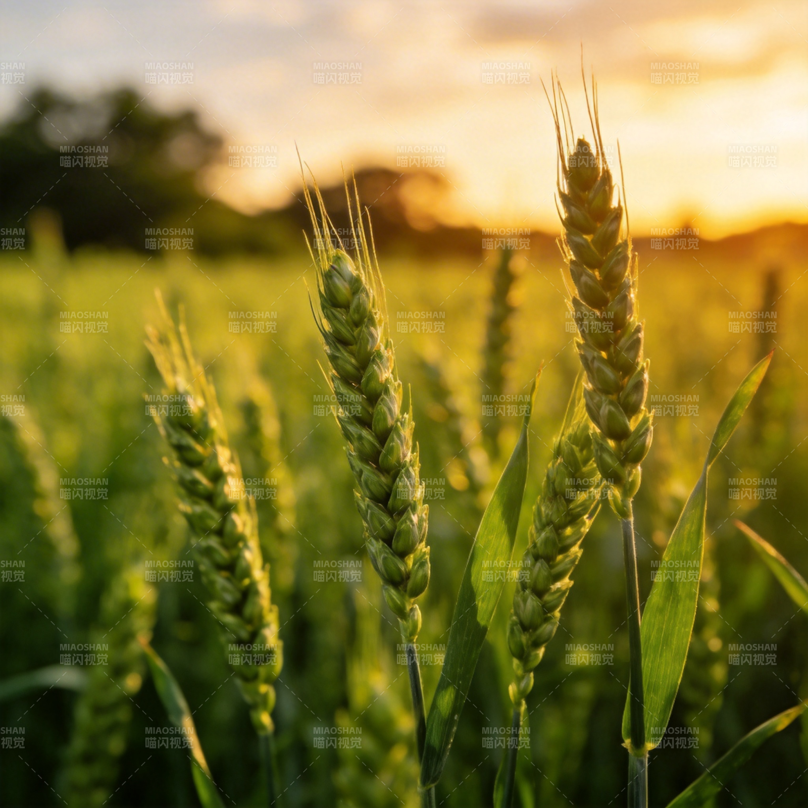 金穗迎日落图片
