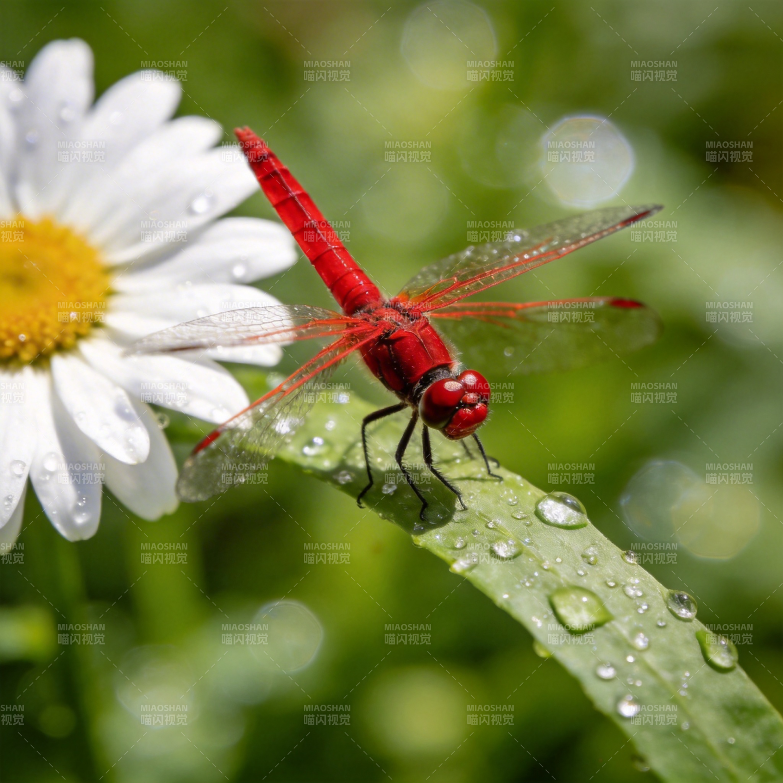 红蜻点水花图片