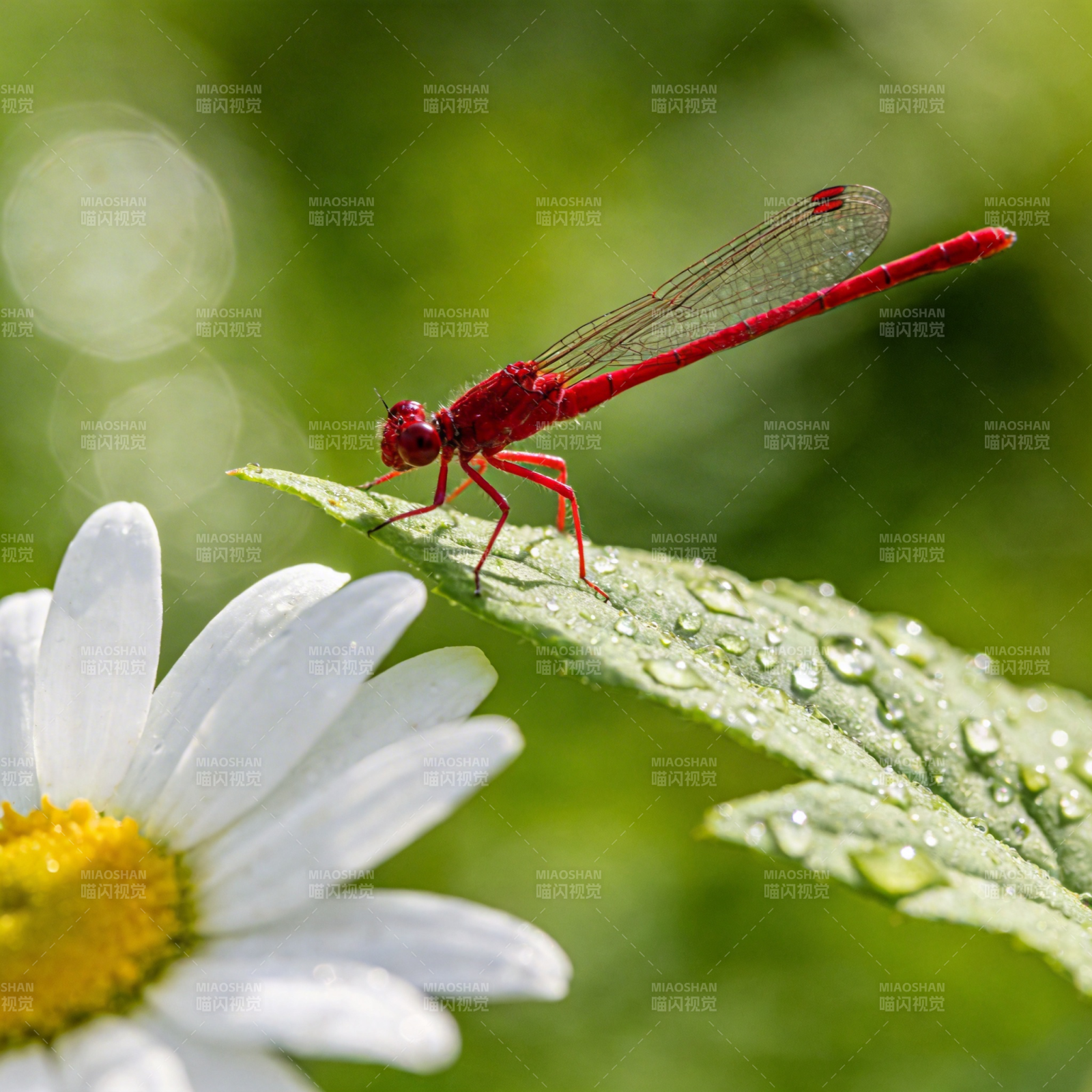 红蜻蜓栖花叶间图片