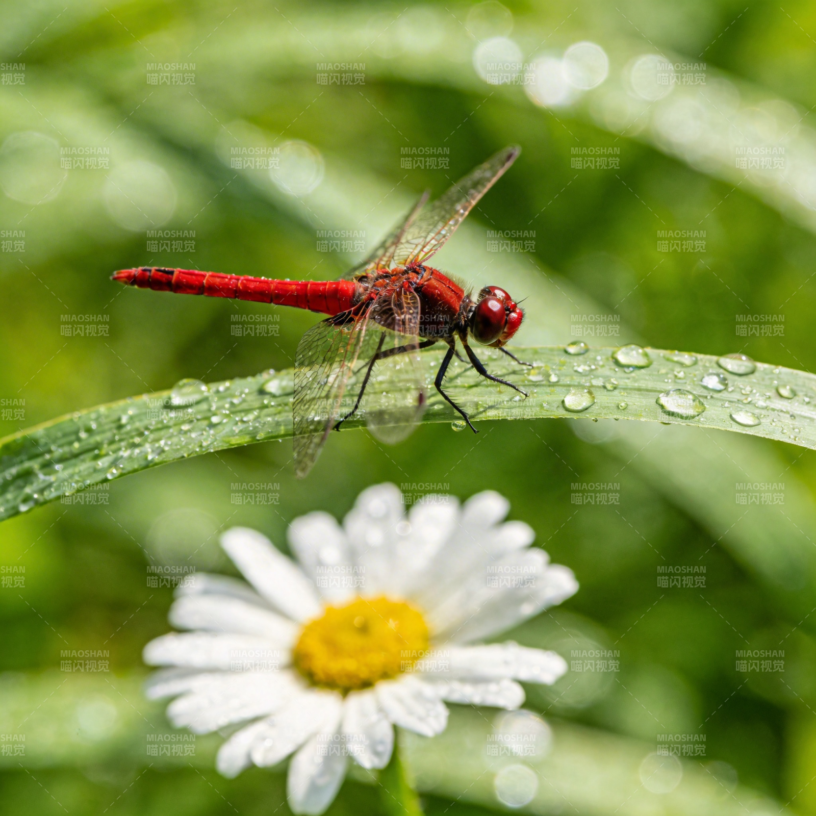 红蜻点水花图片