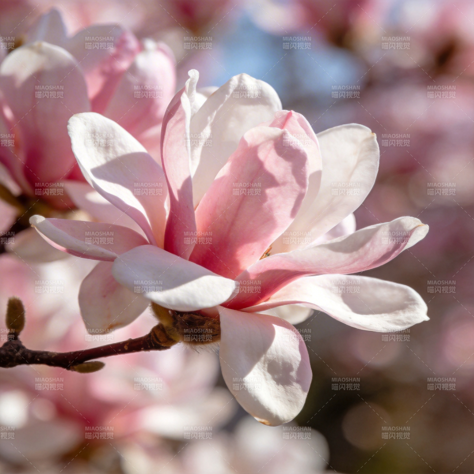 玉兰绽放春意浓图片