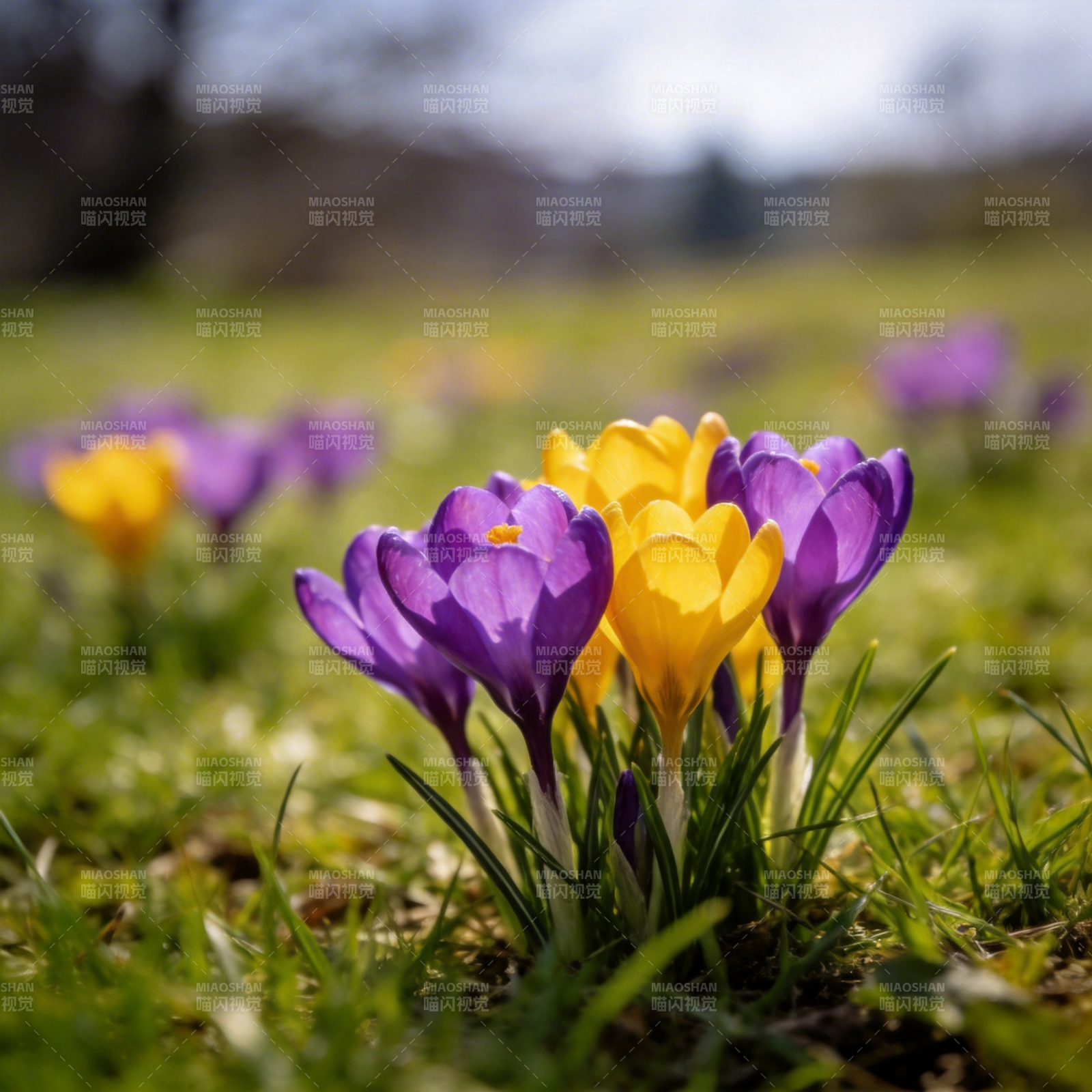 春日花绽放图片