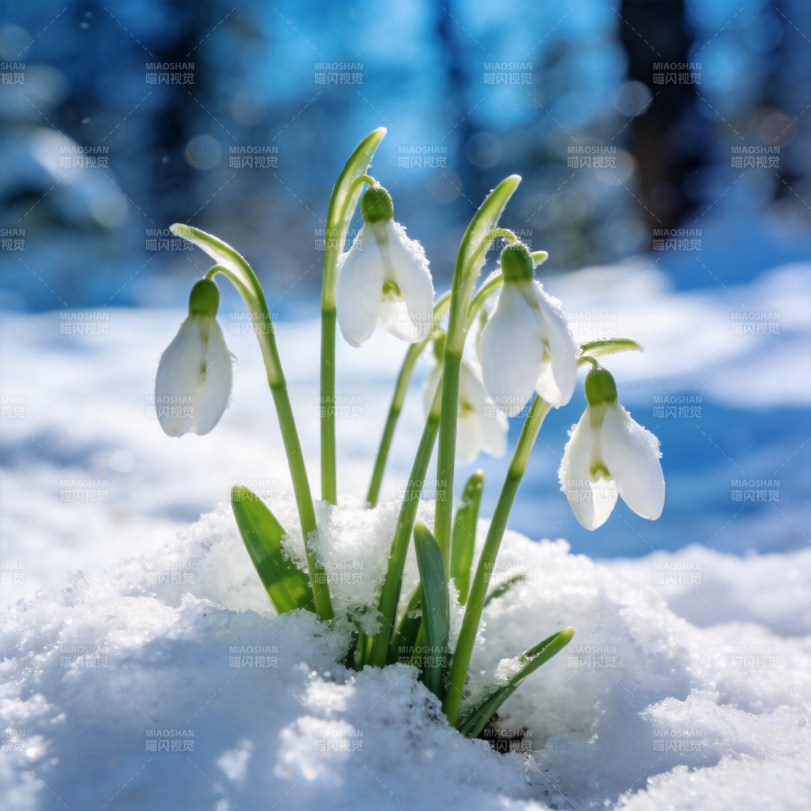 雪中绽放的雪花莲图片