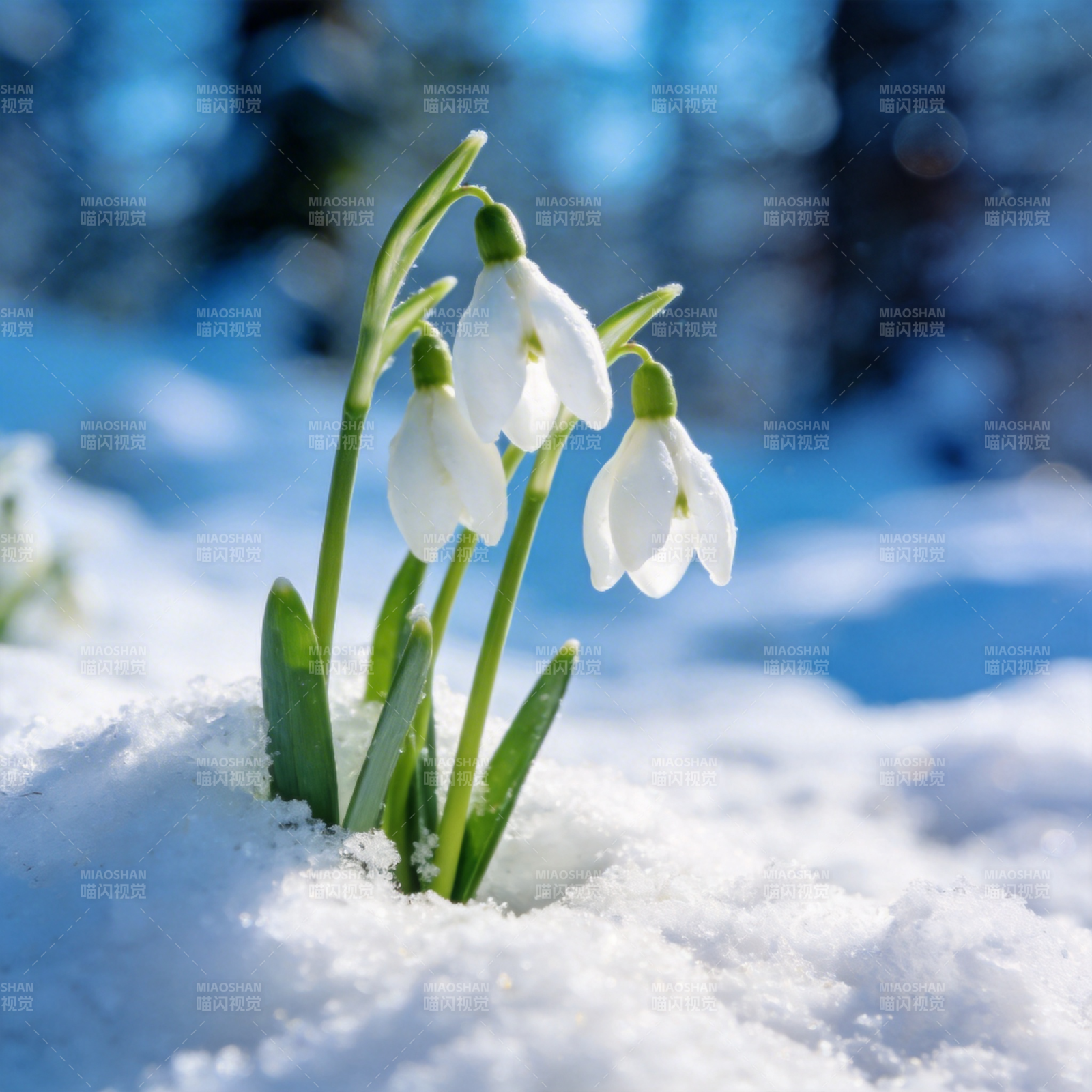 雪中绽放的雪花莲图片