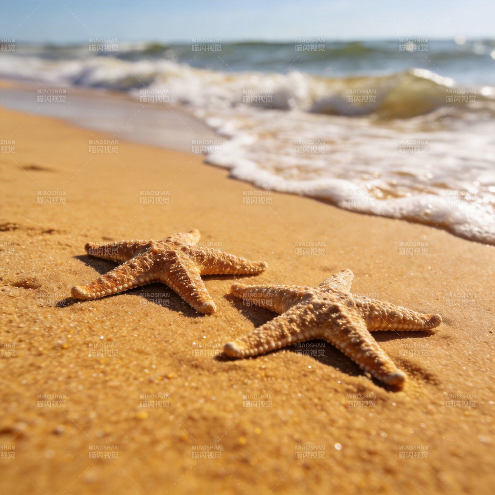 沙滩上的海星图片