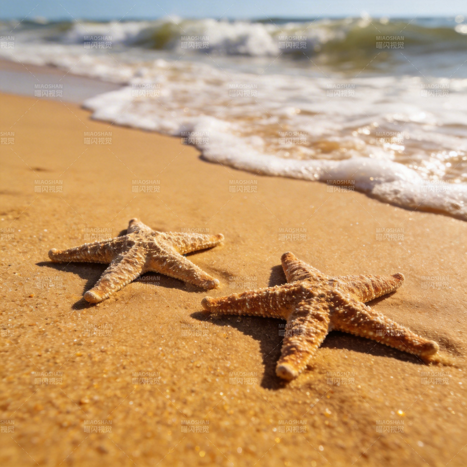 沙滩上的海星图片