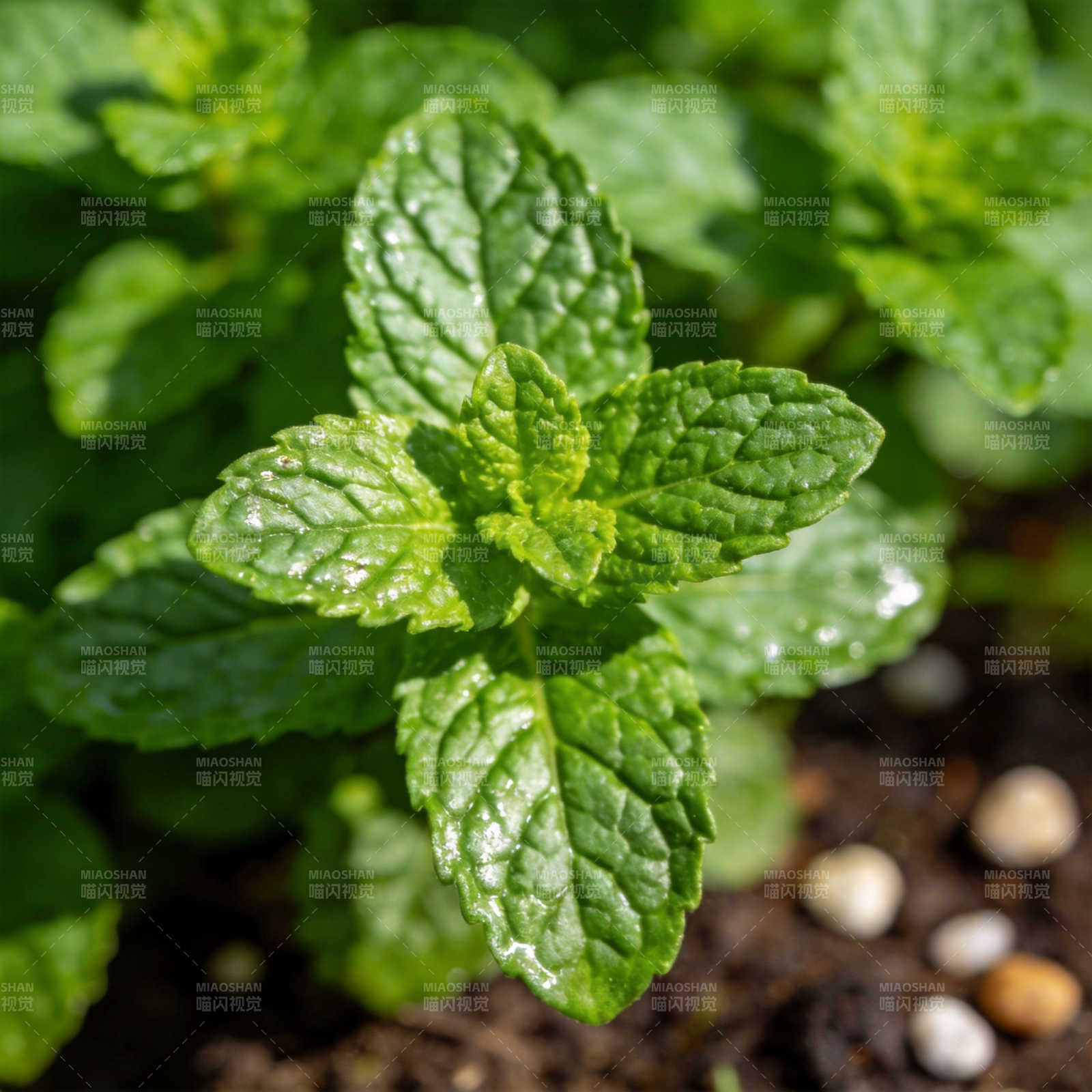 薄荷叶特写图片