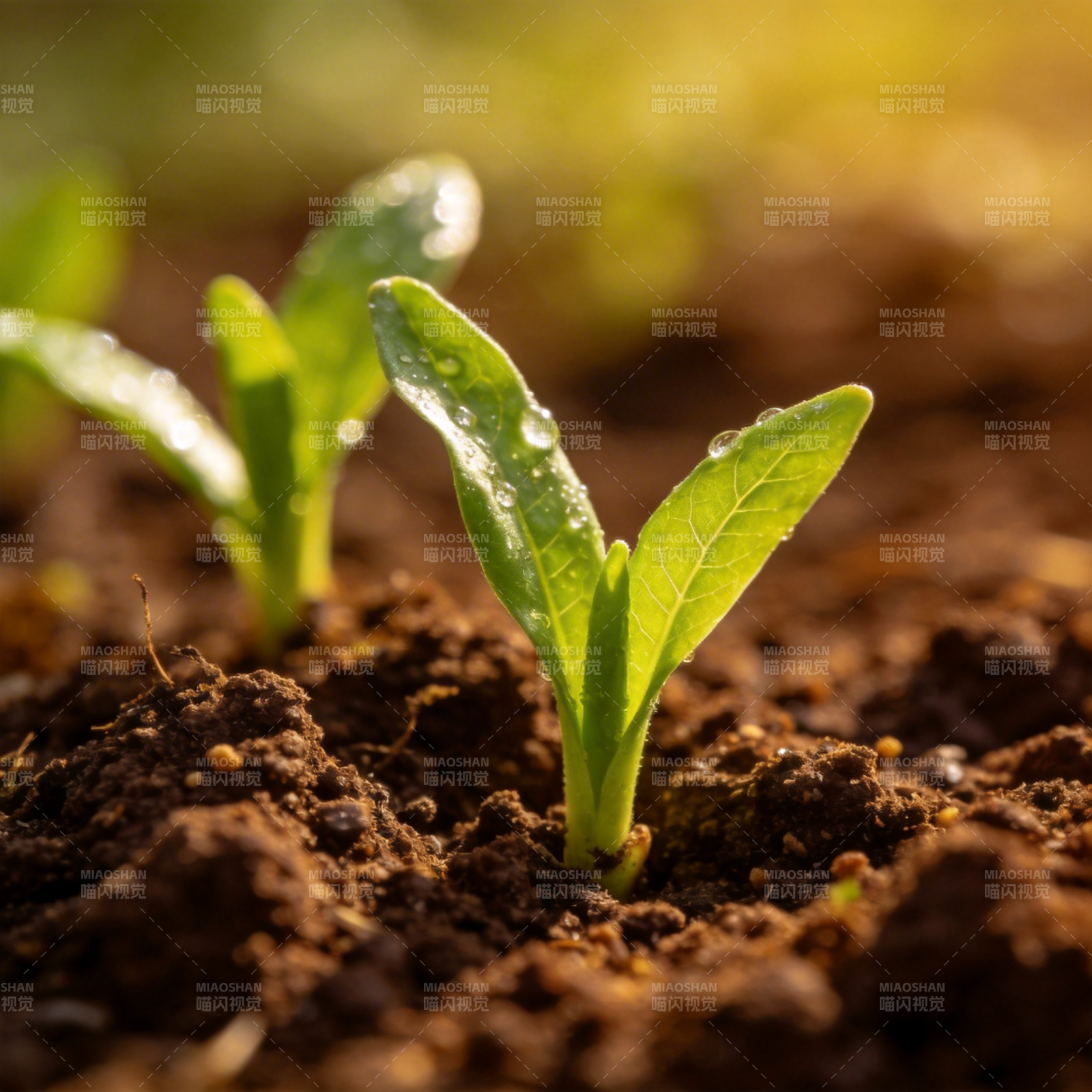 嫩芽破土而出图片