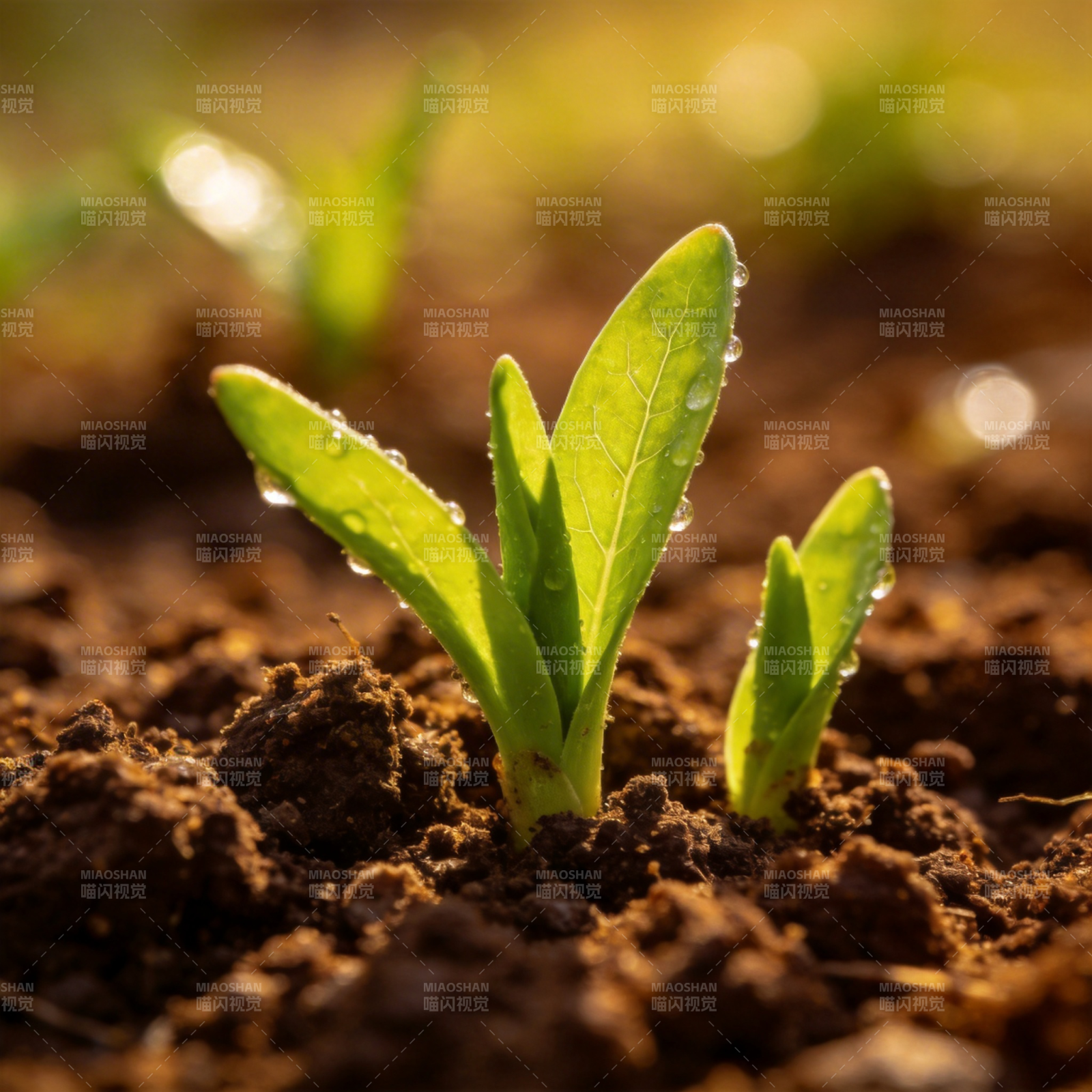 嫩芽破土 生机盎然图片