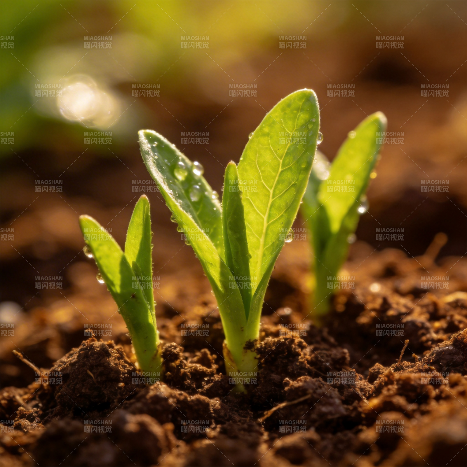 嫩芽破土 生机盎然图片