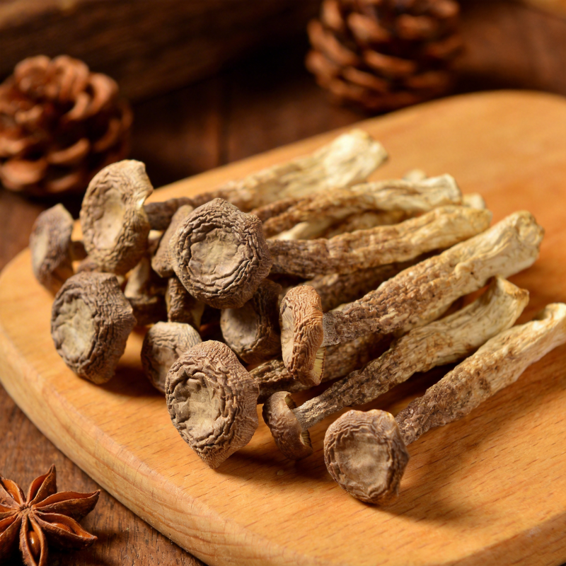 干松茸特写图片