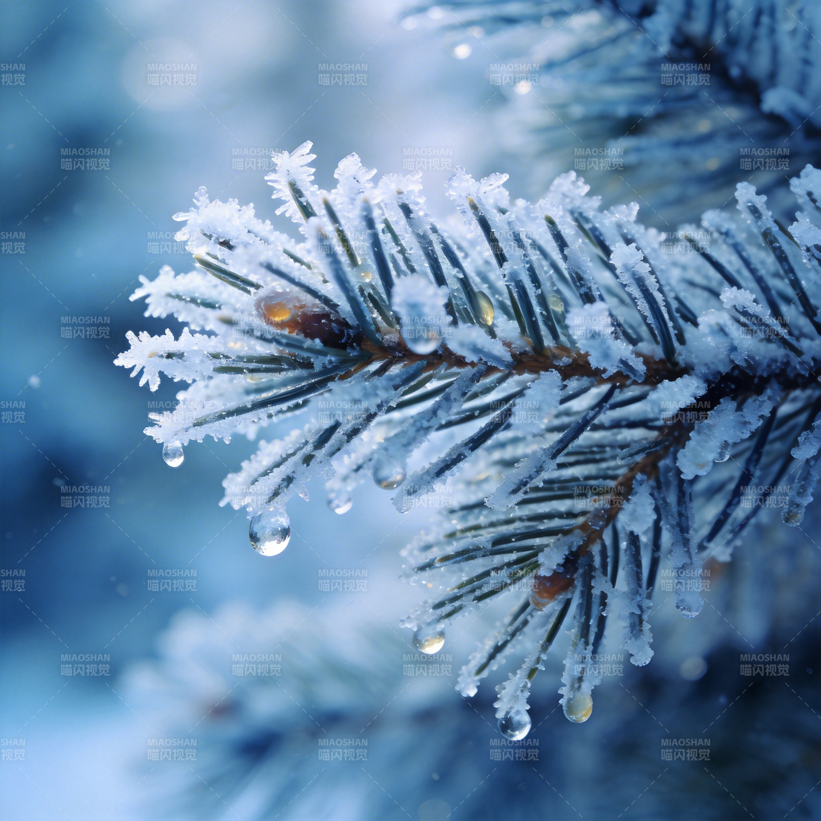 雪覆松枝晶莹剔透图片