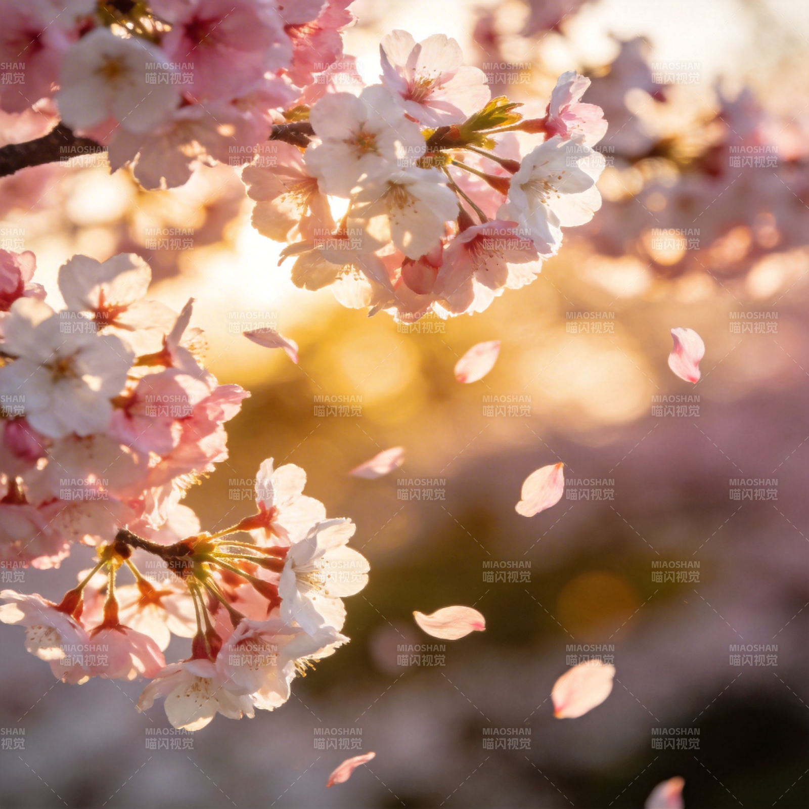 樱花纷飞春意浓图片