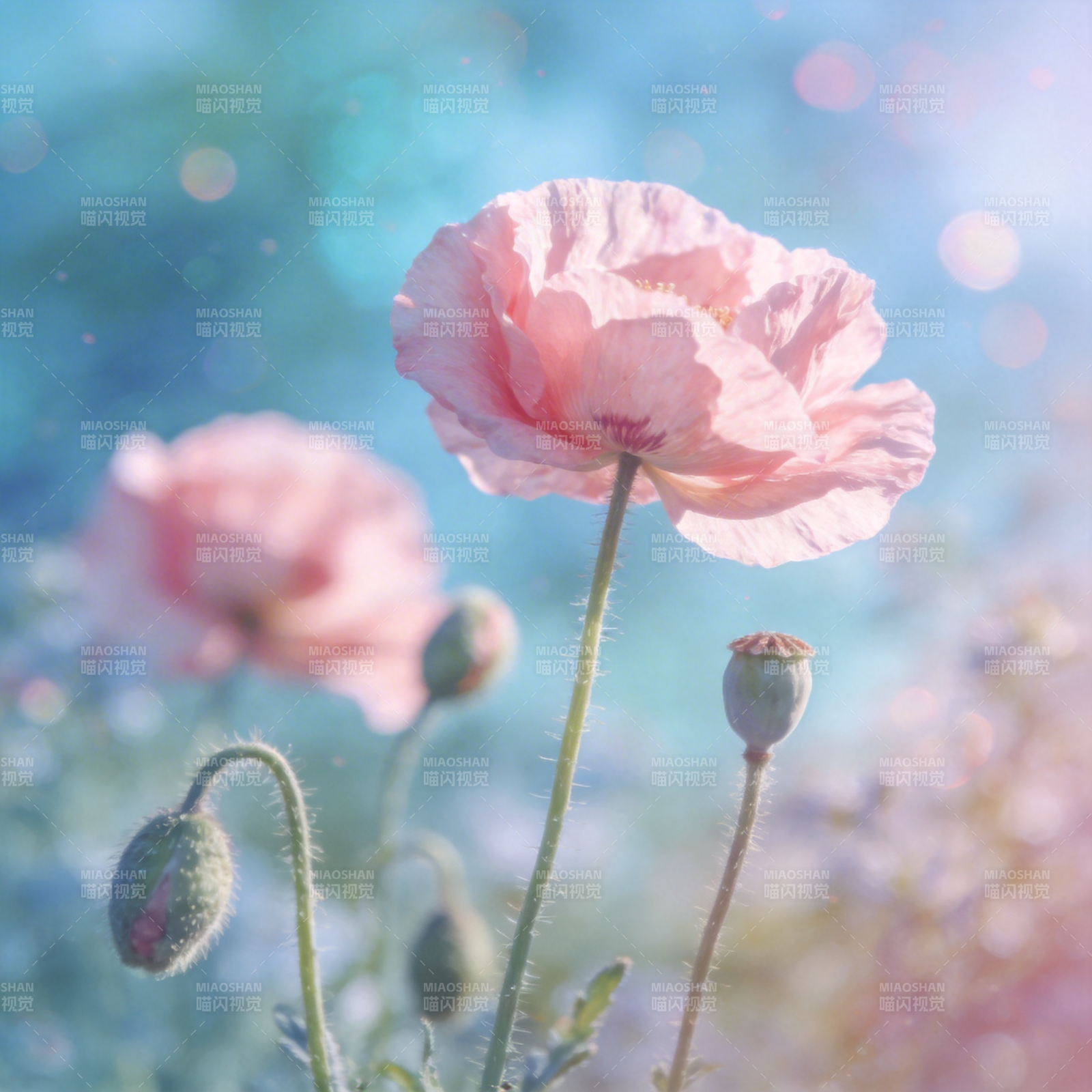 粉红罂粟花绽放图片