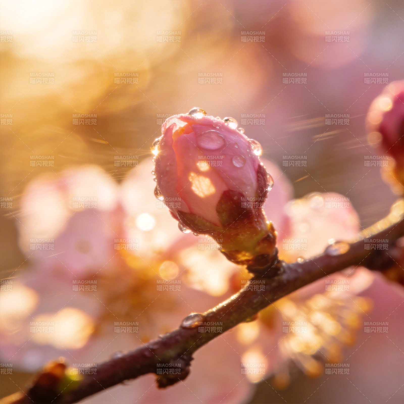 晨露樱花绽放图片