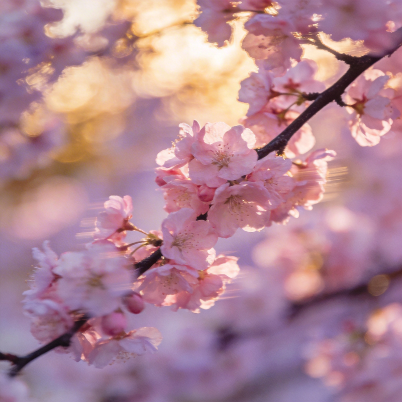 樱花绽放春意浓图片
