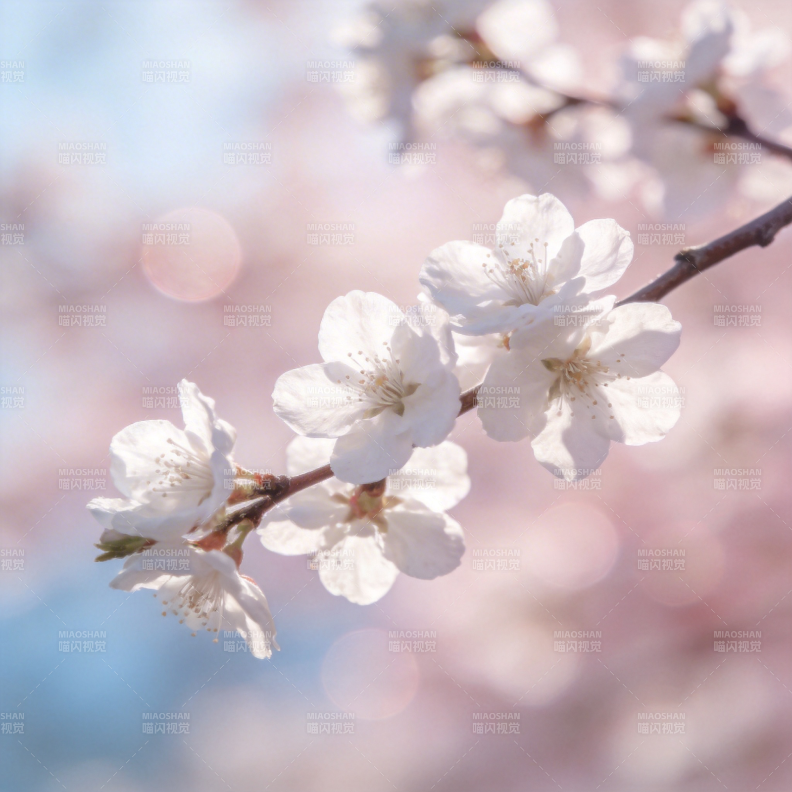 樱花绽放春意浓图片