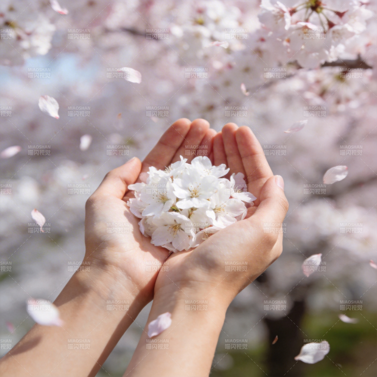 樱花捧在手心图片