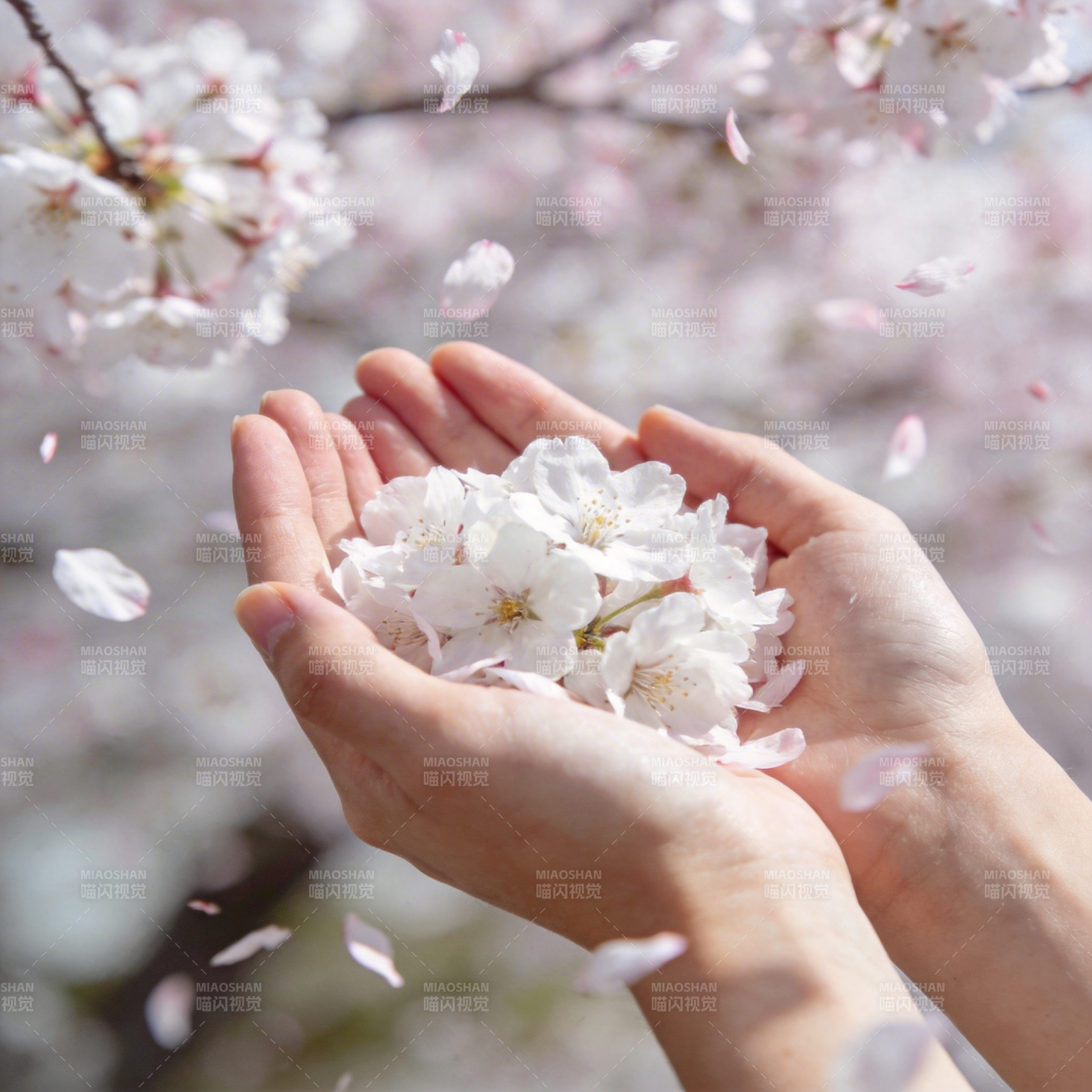 樱花满手心图片