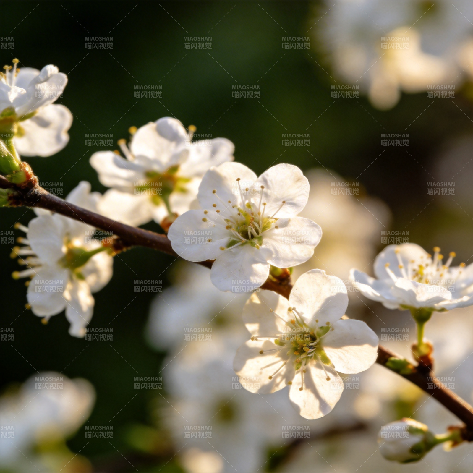 春日樱花绽放图片