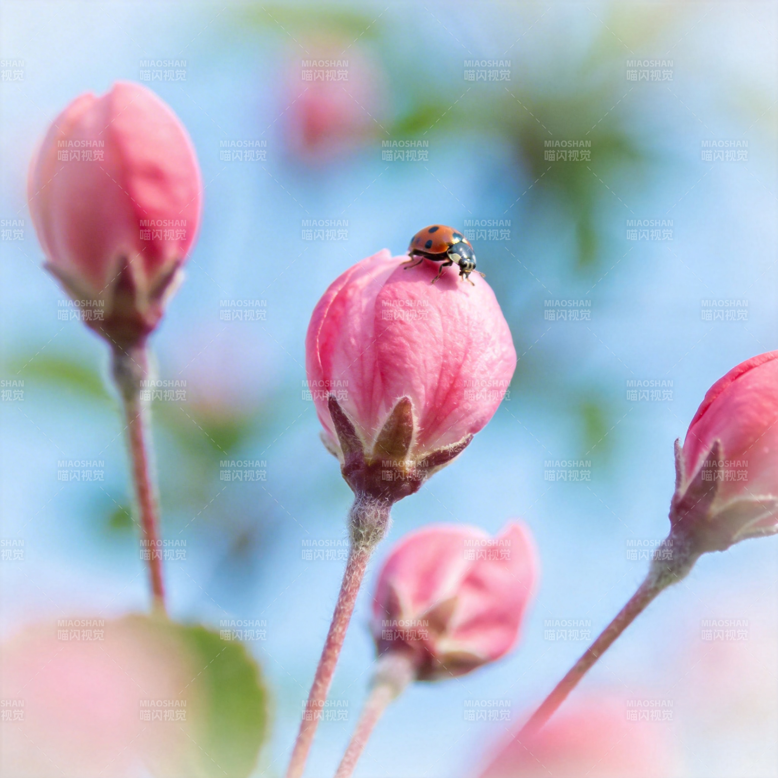 花蕾上的瓢虫图片