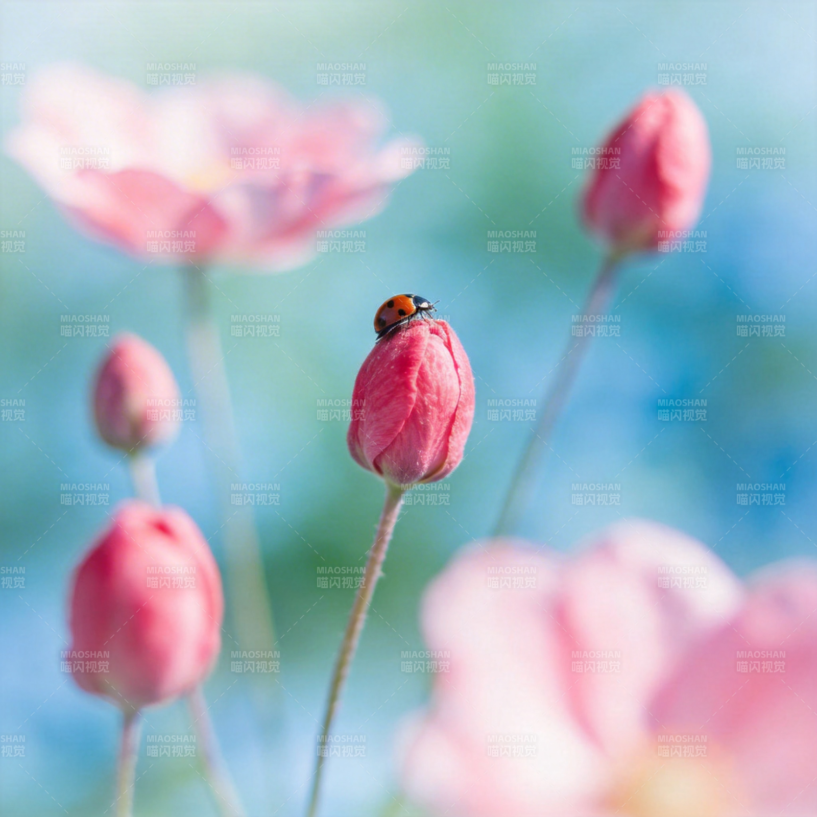 瓢虫栖花 春意盎然图片