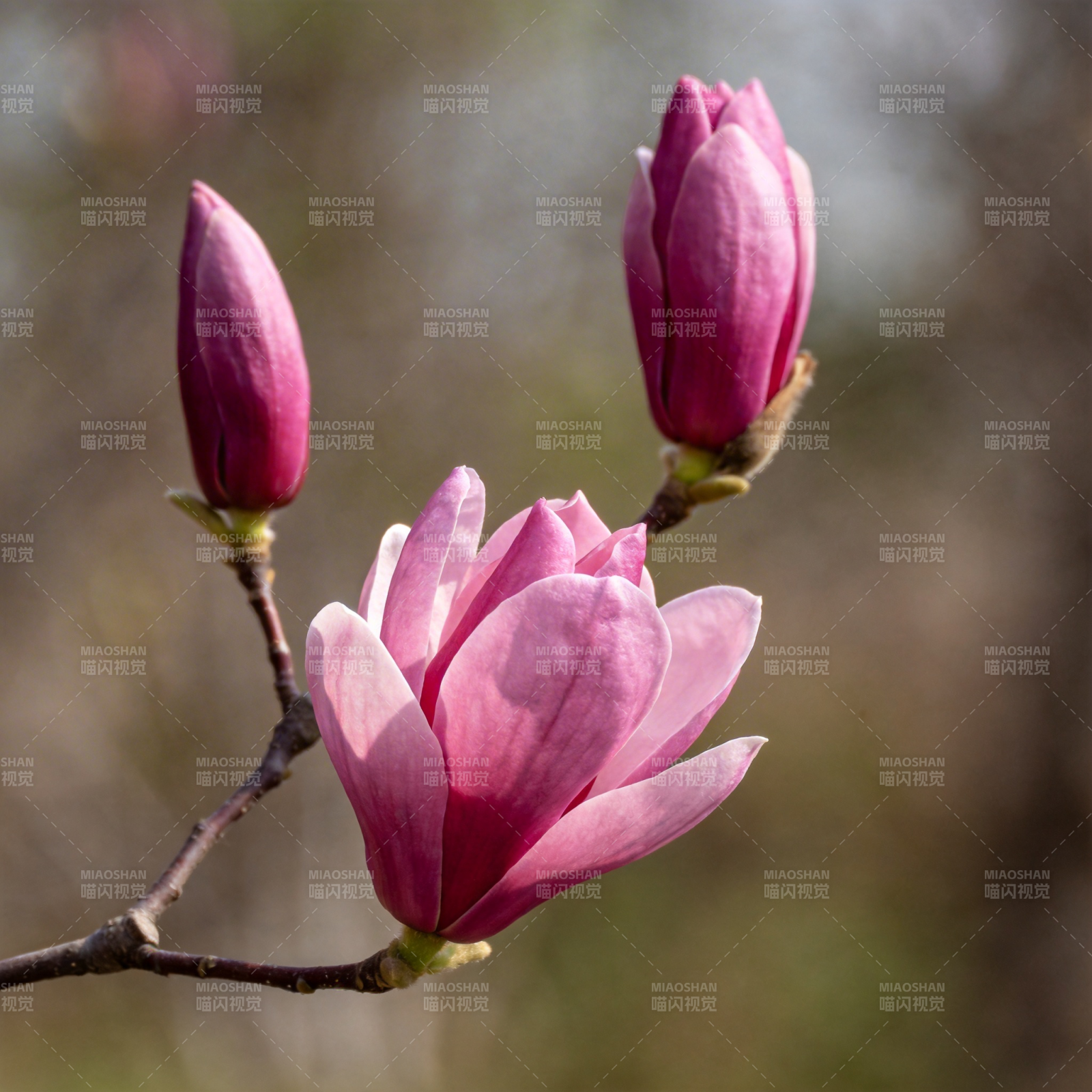 玉兰花绽放图片