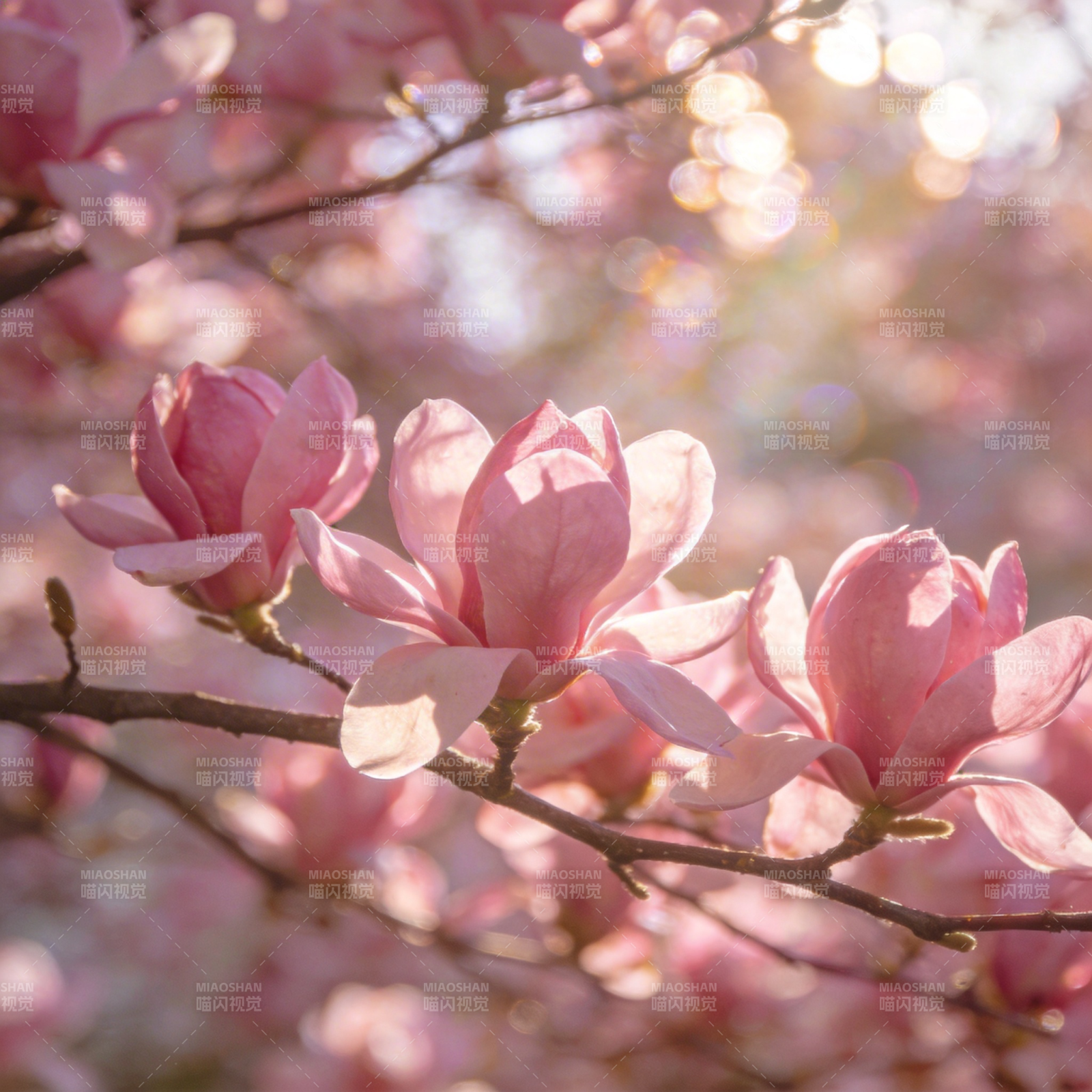 春日玉兰绽放图片