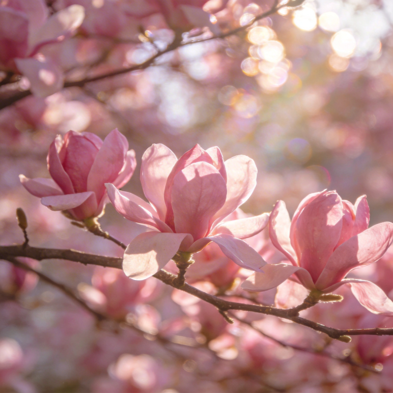 春日玉兰绽放图片