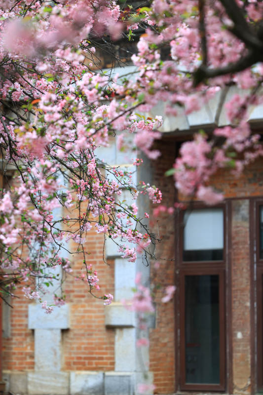 樱花绽放春意浓图片